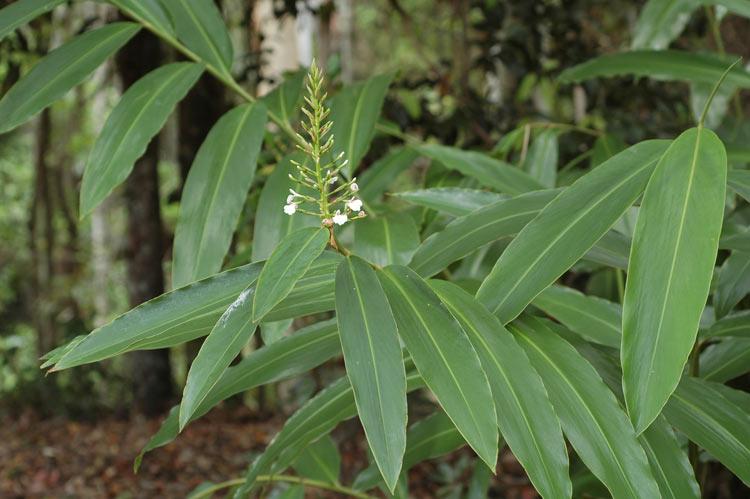 Native Ginger (Alpinia caerulea)