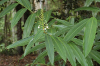 Native Ginger (Alpinia caerulea)