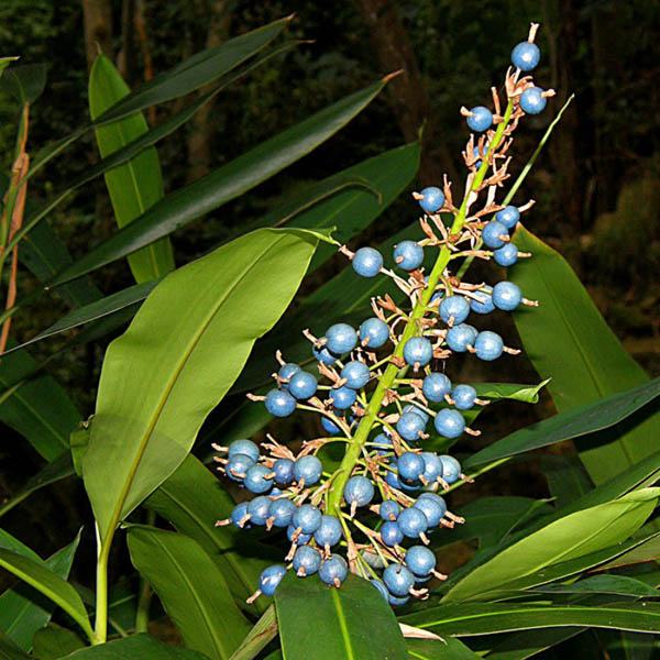 Native Ginger (Alpinia caerulea)