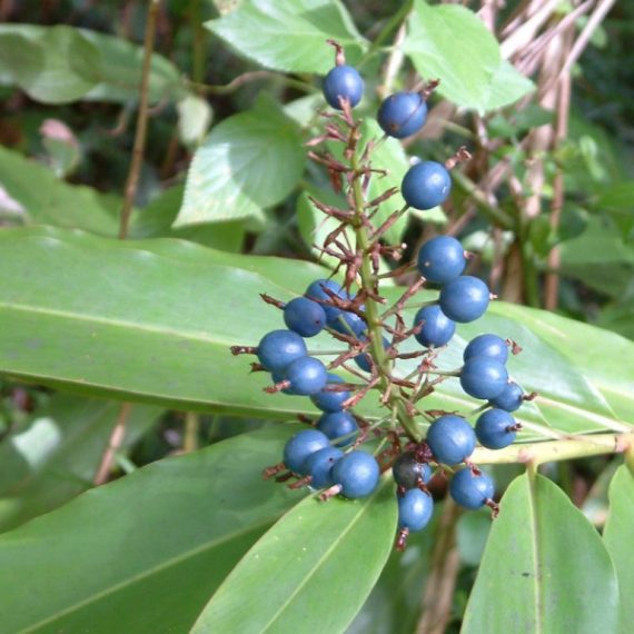 Native Ginger Fruit Tree – Buy Now! – Ladybird Nursery