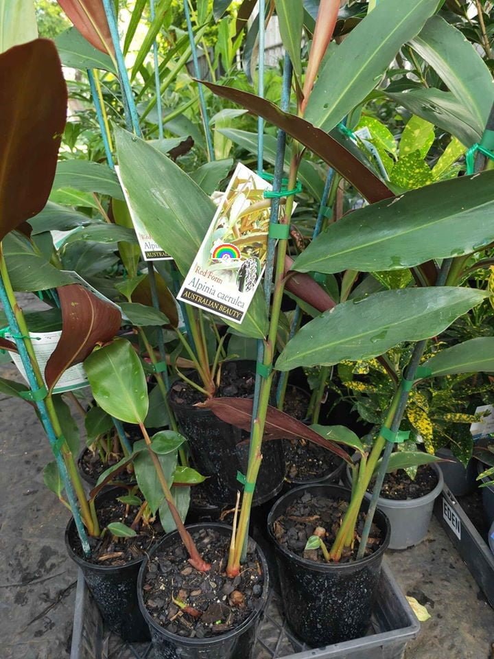 Native Ginger - Ladybird Nursery