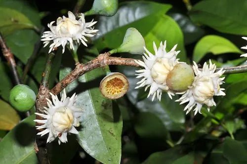 Native Guava (Eupomatia laurina) - Ladybird Nursery