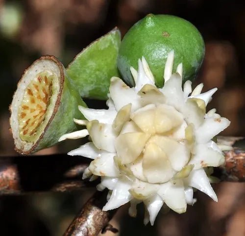 Native Guava (Eupomatia laurina) - Ladybird Nursery