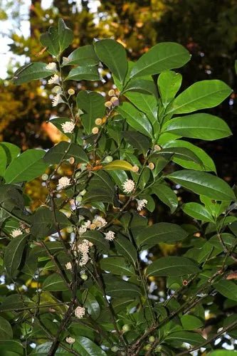 Native Guava (Eupomatia laurina) - Ladybird Nursery
