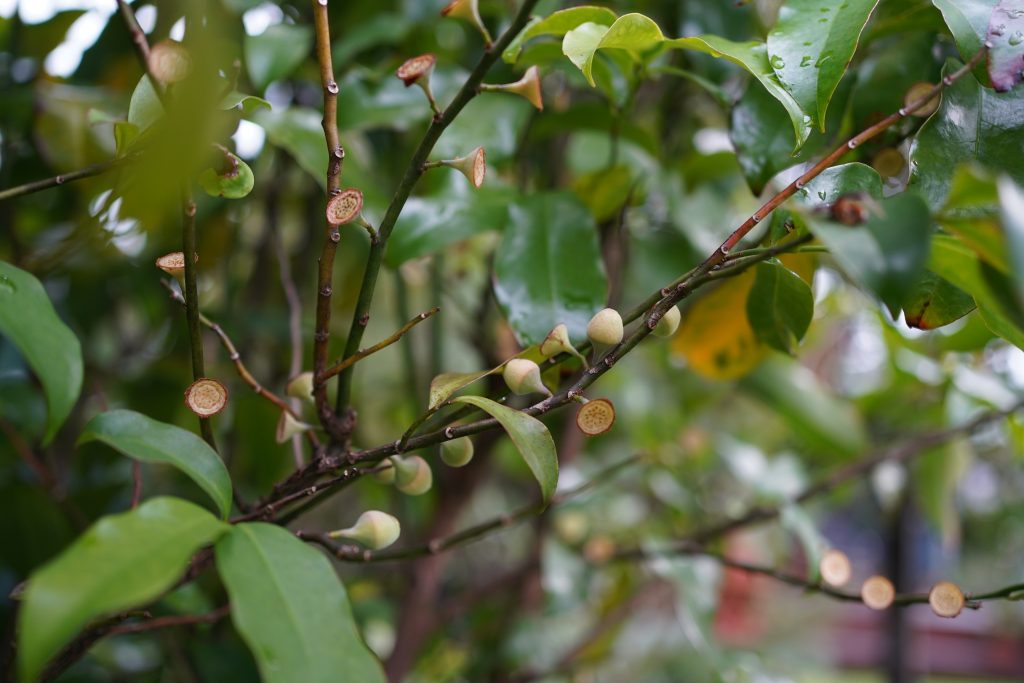 Native Guava (Eupomatia laurina) - Ladybird Nursery