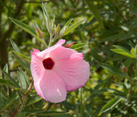 Native Hibiscus 'Aussie Pink'