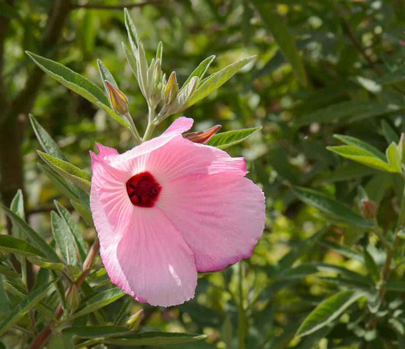 Native Hibiscus 'Aussie Pink'