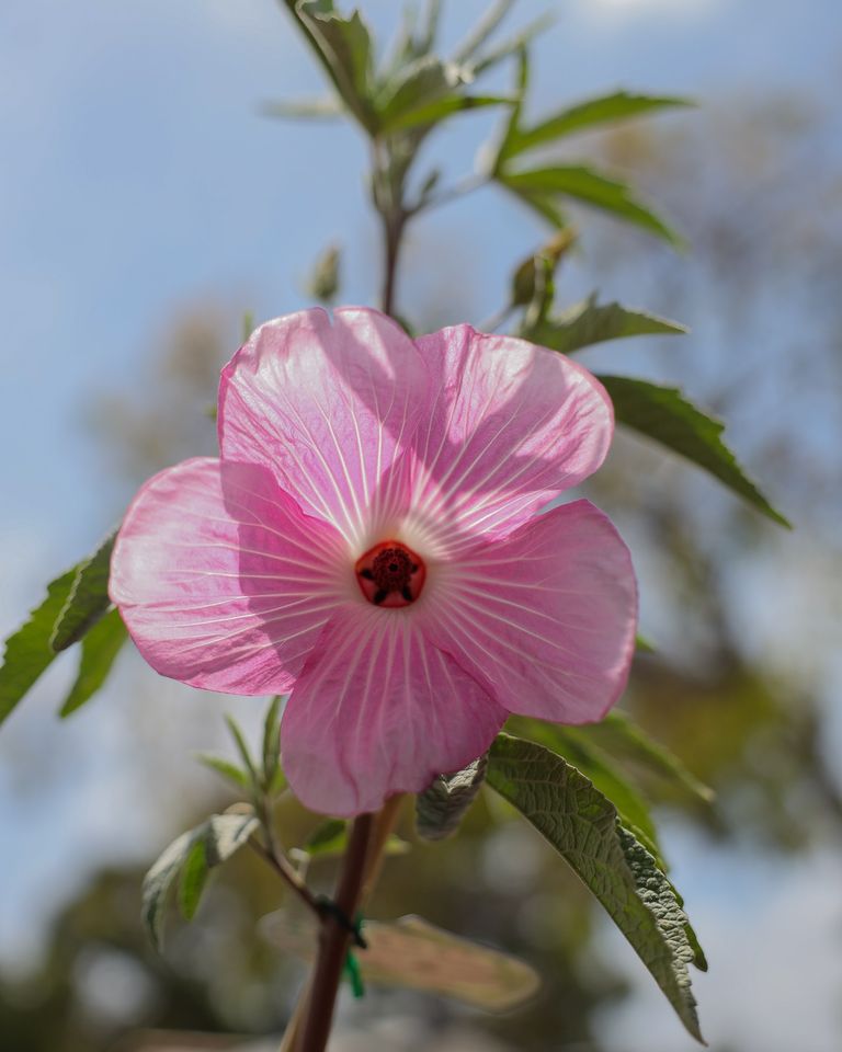 Native Hibiscus 'Aussie Delight'