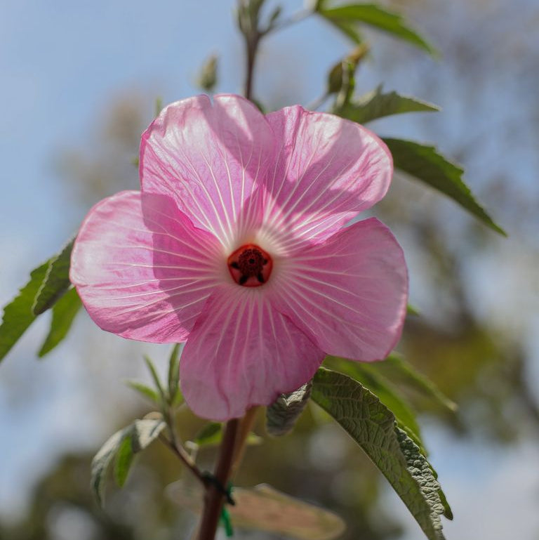 Native Hibiscus 'Aussie Delight' - Ladybird Nursery