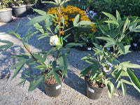 Native Hibiscus 'Aussie Delight'