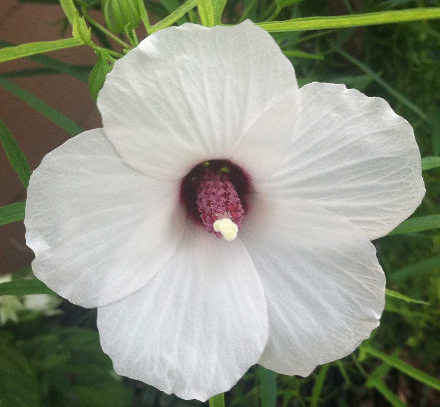 Native Hibiscus 'Aussie Pearl'