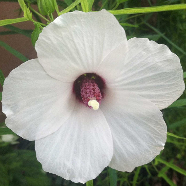 Native Hibiscus 'Aussie Pearl' Plant – Buy Now! – Ladybird Nursery
