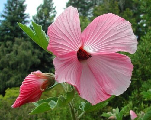Native Hibiscus 'Aussie Delight'