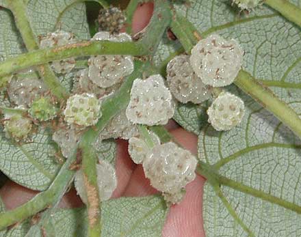 Native Mulberry (Pipturus argenteus)