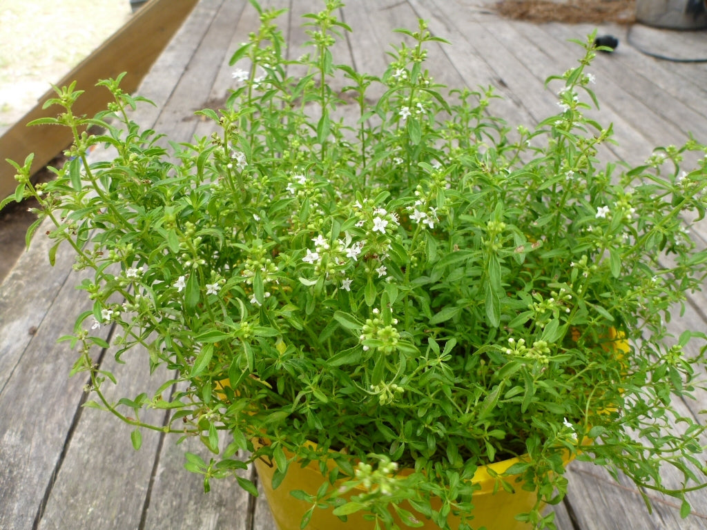Bush Mint (Mentha satureioides)