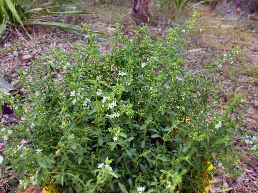 Bush Mint (Mentha satureioides) - Ladybird Nursery
