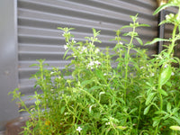 Bush Mint (Mentha satureioides)