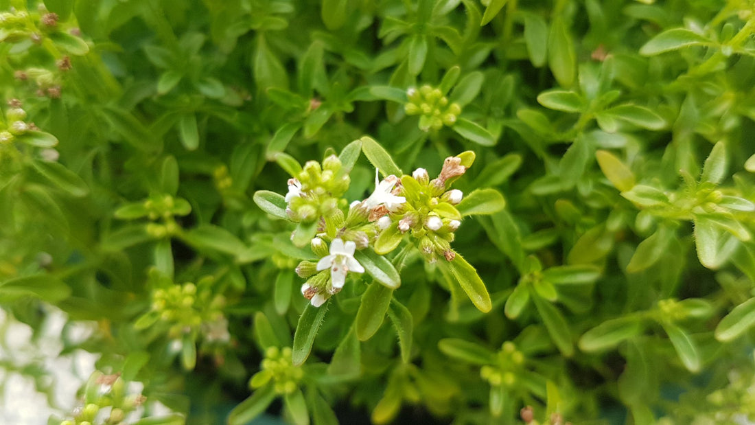 Bush Mint (Mentha satureioides) - Ladybird Nursery
