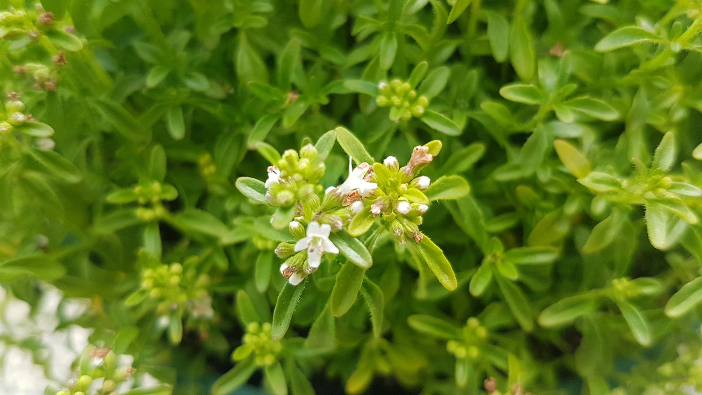 Bush Mint (Mentha satureioides)