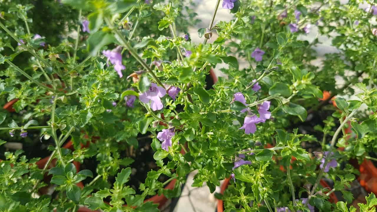 Native Thyme aka. 'Cut Leaf Mint Bush' (Prostanthera incisa) - Ladybird Nursery