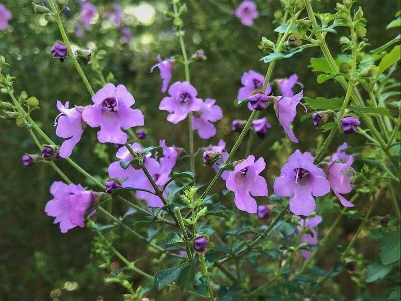 Native Thyme aka. 'Cut Leaf Mint Bush' (Prostanthera incisa) - Ladybird Nursery