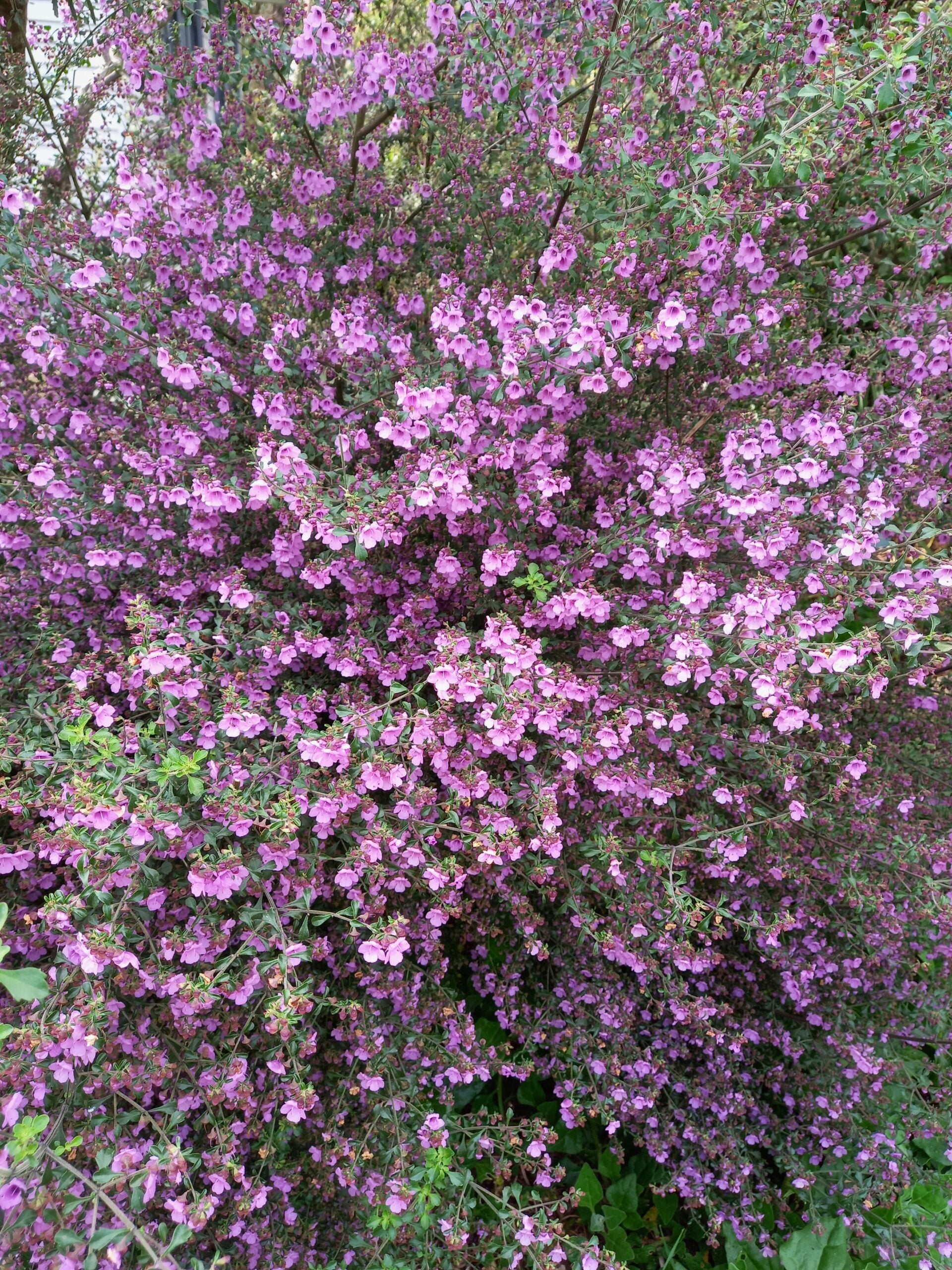 Native Thyme (Prostanthera incisa)