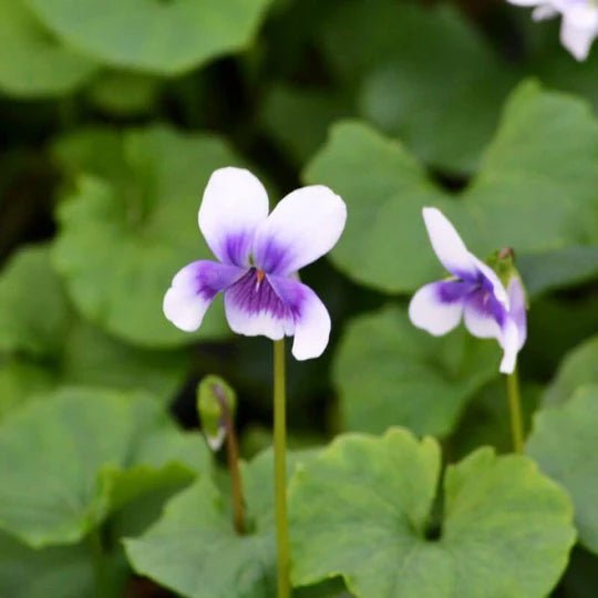 Native Violet (Viola hederacea) - Ladybird Nursery