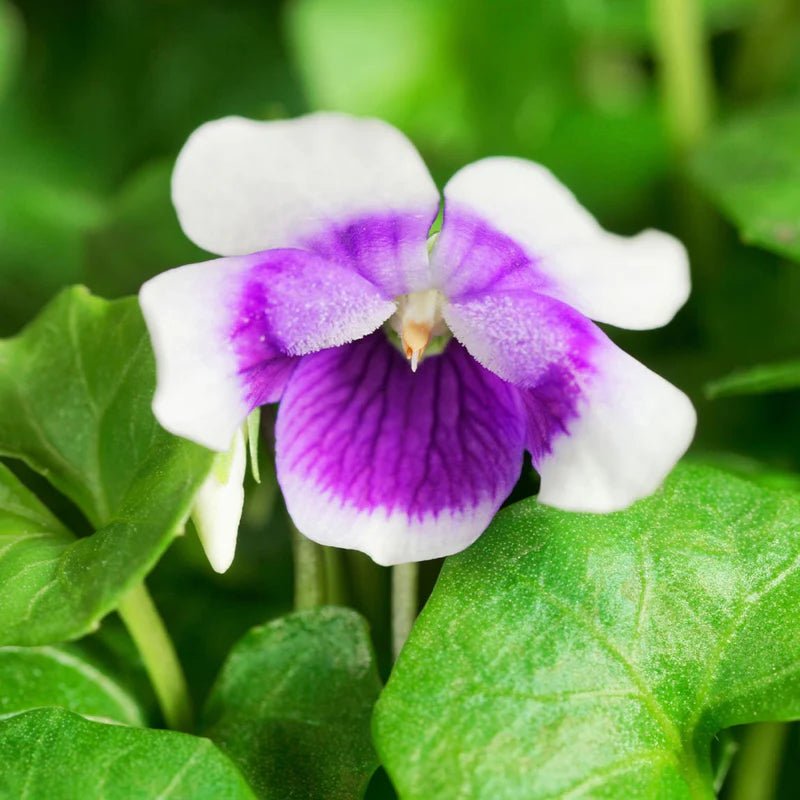 Native Violet (Viola hederacea) - Ladybird Nursery