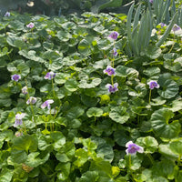 Native Violet (Viola hederacea)