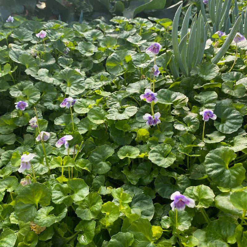 Native Violet (Viola hederacea) - Ladybird Nursery