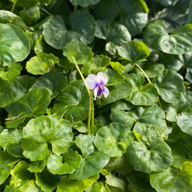 Native Violet (Viola hederacea) - Ladybird Nursery