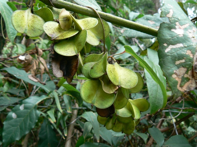 Native Yam (Dioscorea transversa)