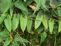 Native Yam (Dioscorea transversa) - Ladybird Nursery