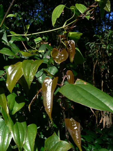 Native Yam (Dioscorea transversa)