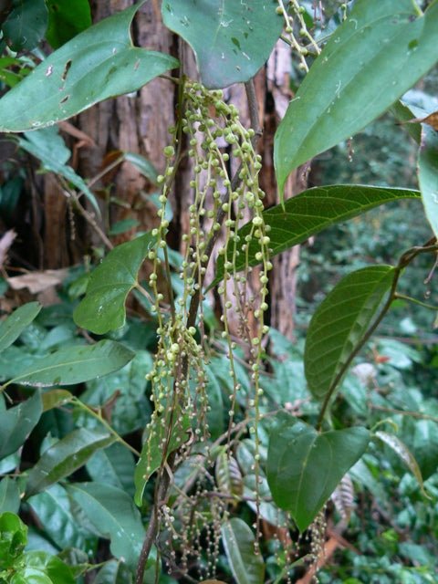Native Yam (Dioscorea transversa) - Ladybird Nursery