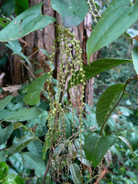 Native Yam (Dioscorea transversa)