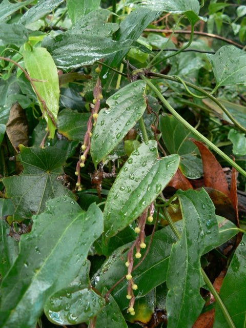 Native Yam (Dioscorea transversa) - Ladybird Nursery