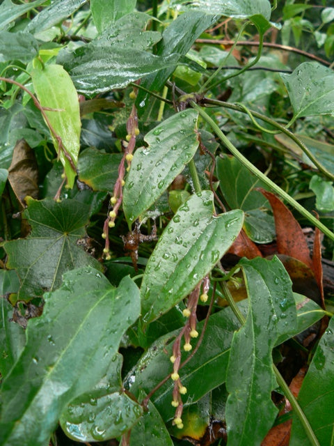 Native Yam (Dioscorea transversa)