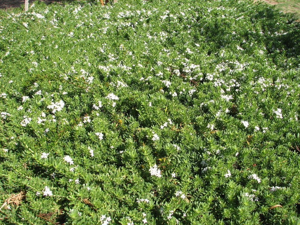 Myoporum Broad Leaf 'White' - Ladybird Nursery