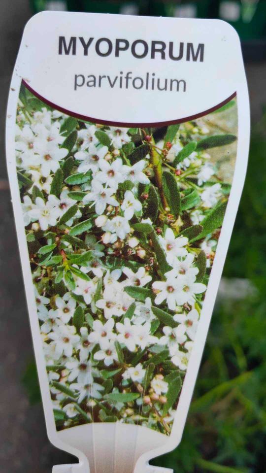 Myoporum Broad Leaf 'White' - Ladybird Nursery