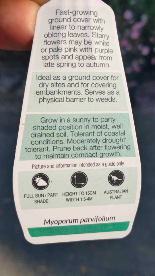 Myoporum Broad Leaf 'White'