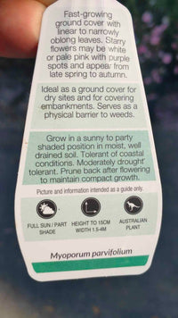 Myoporum Broad Leaf 'White'