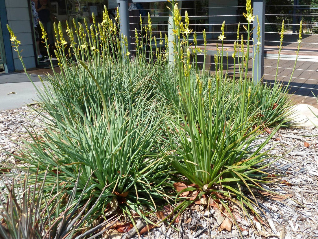 Native Leek (Bulbine bulbosa) - Ladybird Nursery