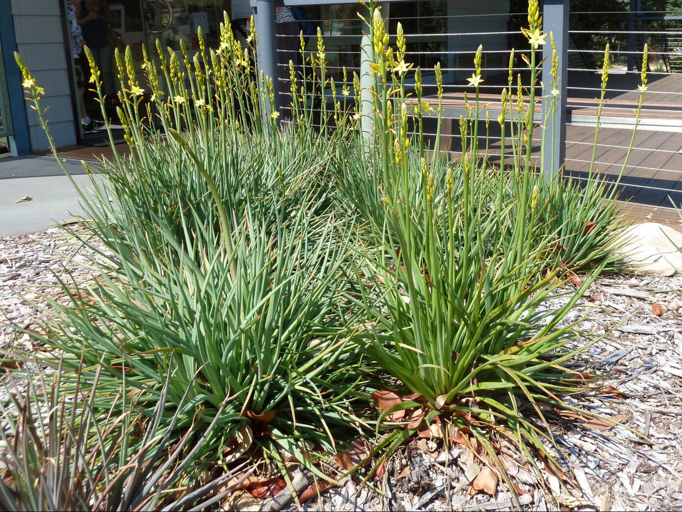 Native Leek (Bulbine bulbosa) - Ladybird Nursery