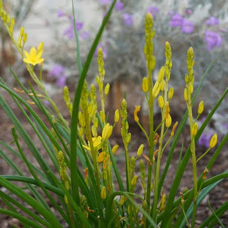 Native Leek (Bulbine bulbosa) - Ladybird Nursery