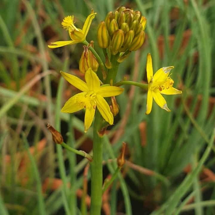 Native Leek (Bulbine bulbosa) - Ladybird Nursery