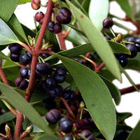 Native Mountain Pepper (Tasmannia lanceolata) FEMALE - Ladybird Nursery