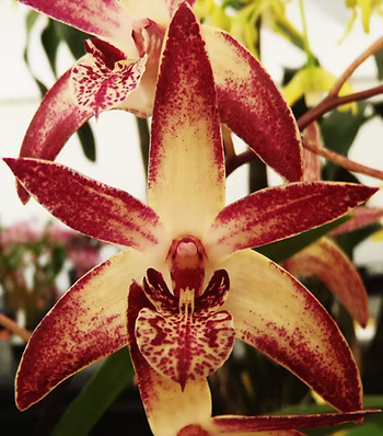 Native Orchid Dendrobium
