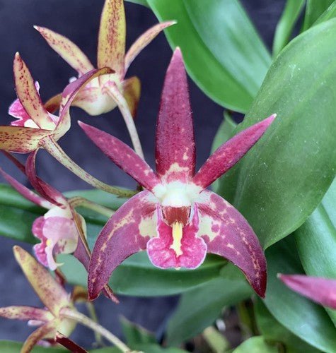 Native Orchid Dendrobium - Ladybird Nursery
