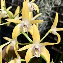Native Orchid Dendrobium - Ladybird Nursery